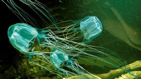 đặc điểm nhận biết của sứa